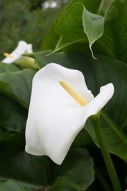 &quot;Flower Delivery Naperville Il